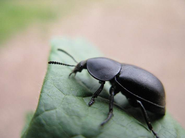 coleottero da identificare: Ablattaria laevigata